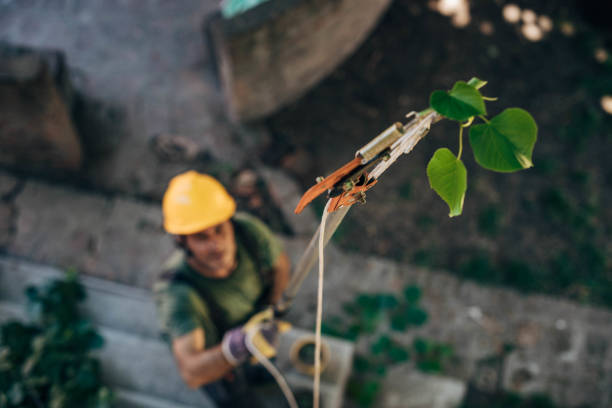 Best Arborist Consultation Services  in Sun Valley, PA